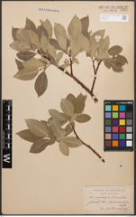 Foto von Salix caprea L. x Salix lanata L.